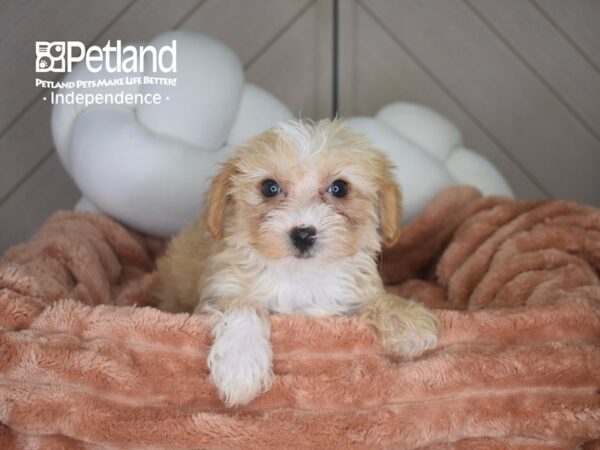 [#1773] Missy - Red / White Female Yorkiepoo Puppies For Sale