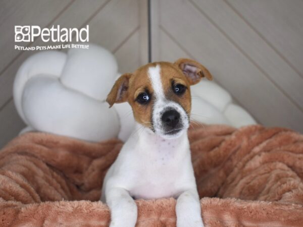 [#1730]  - Brown & White Female Jack Russell Terrier Puppies For Sale