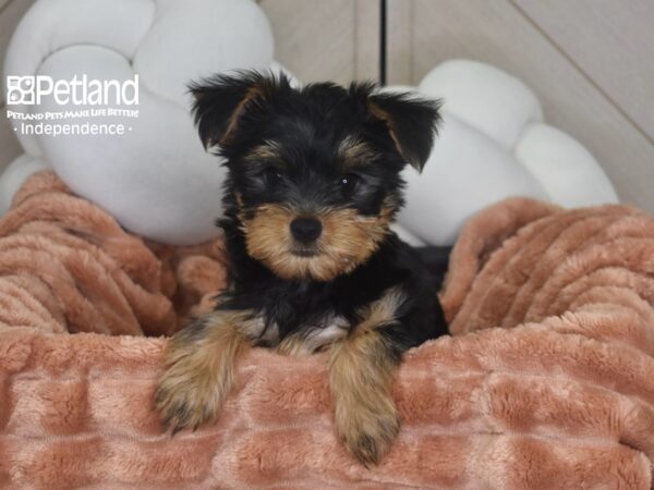 [#1742] Zeke - Black & Tan Male Yorkshire Terrier Puppies For Sale