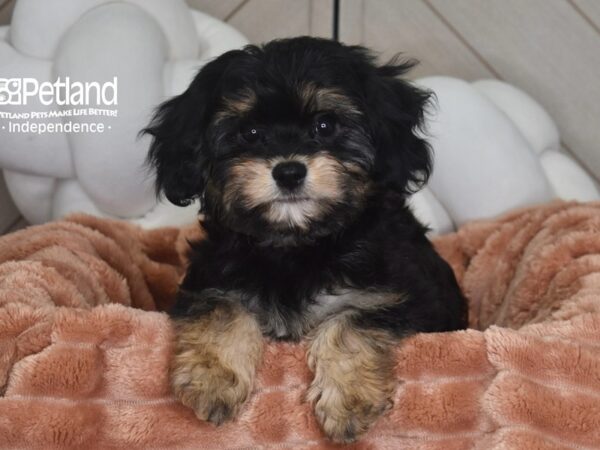 [#1756] Molly - Black & Tan Female Cavachon Puppies For Sale