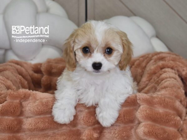 [#1771] Zoey - Tan & White Female Cavachon Puppies For Sale