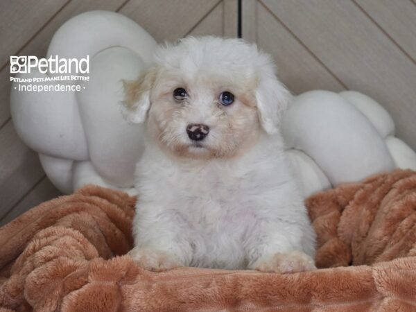 [#1740] Henry - White Male Bichon Poo Puppies For Sale