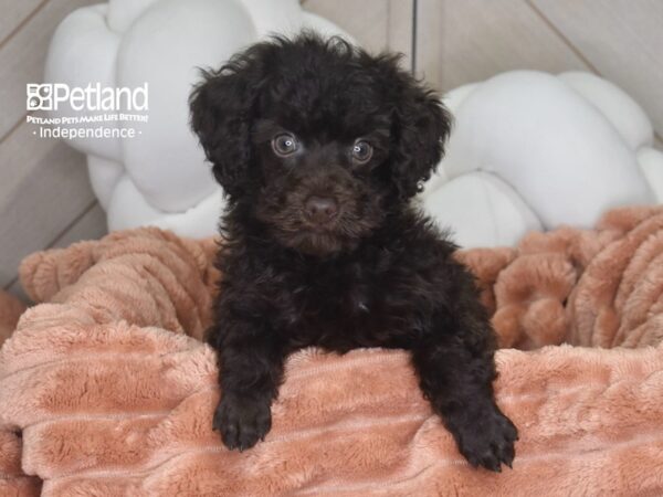 [#1770] Finn - Chocolate Male Toy Poodle Puppies For Sale