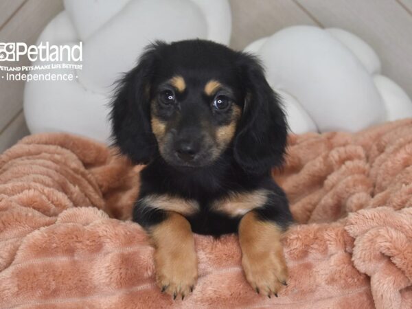 [#1769] Archie - Black & Tan Male Dachshund Puppies For Sale