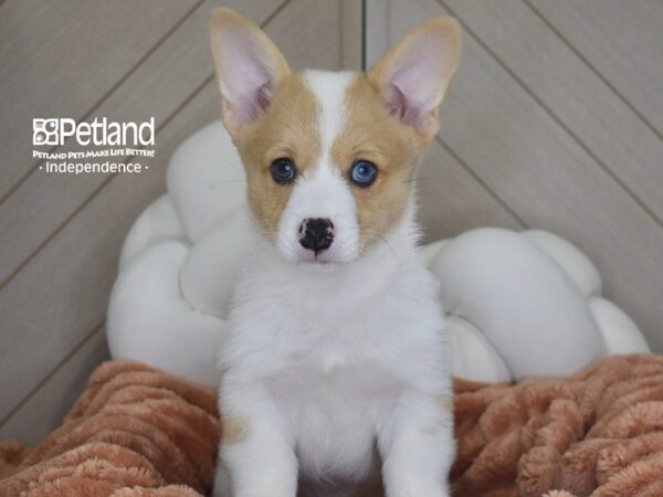 [#1768] Toby - Red Merle Male Pembroke Welsh Corgi Puppies For Sale