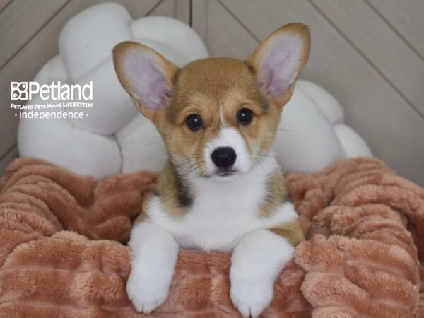 [#1767] Penny - Sable & White Female Pembroke Welsh Corgi Puppies For Sale
