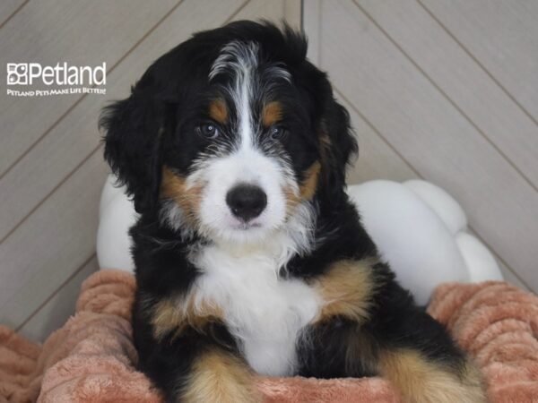 [#1749] Romeo - Black, Tan, & White Male Bernedoodle Puppies For Sale