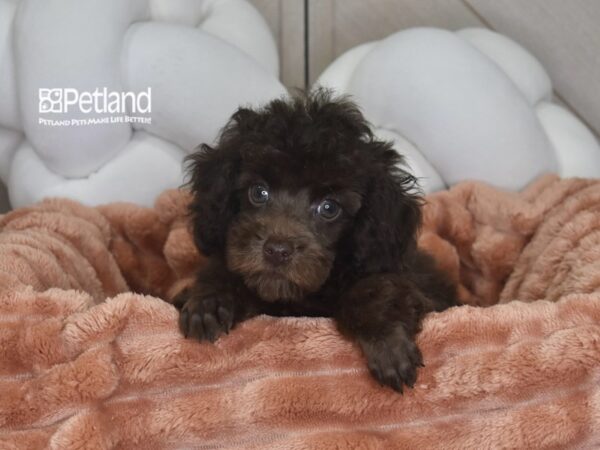 [#1744] Ollie - Chocolate Male Toy Poodle Puppies For Sale