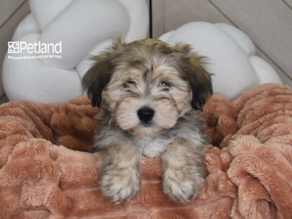 [#1759] Rusty - Red Sable Male Daltese Puppies For Sale