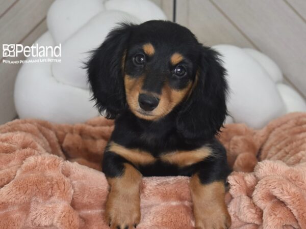 [#1758] Dixie - Black & Tan, Long Haired Female Dachshund Puppies For Sale