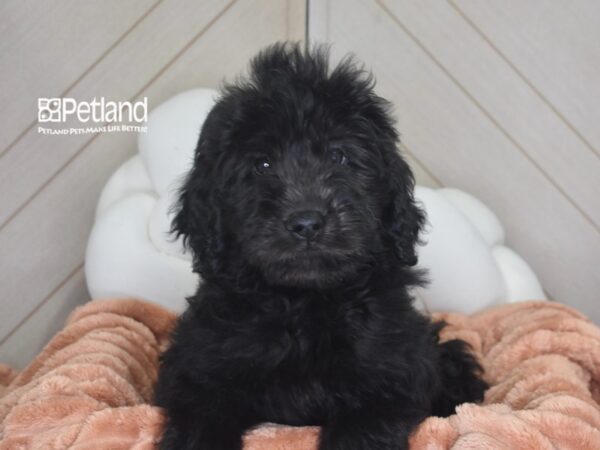 [#1754] Rocco - Black Male Standard Goldendoodle Puppies For Sale