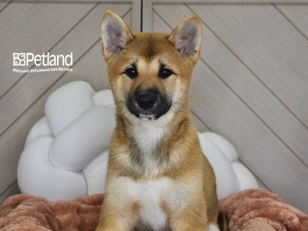 [#1753] Ziggy - Red Male Shiba Inu Puppies For Sale