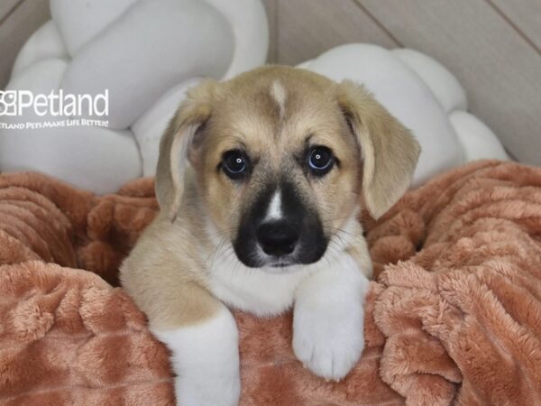 [#1752] Tater - Sable & White Male Cardigan Welsh Corgi Puppies For Sale