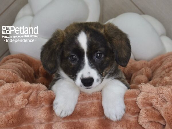 [#1765] Mila - Brindle & White Female Cardigan Welsh Corgi Puppies For Sale