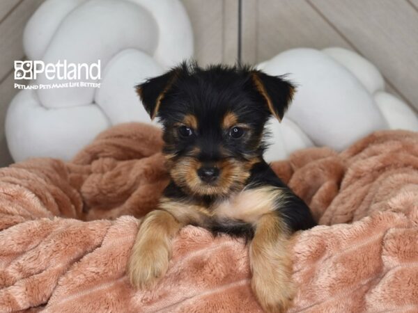[#1780] Josie - Black & Tan Female Yorkshire Terrier Puppies For Sale