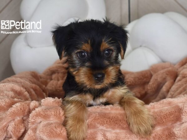 [#1779] Stella - Black & Tan Female Yorkshire Terrier Puppies For Sale