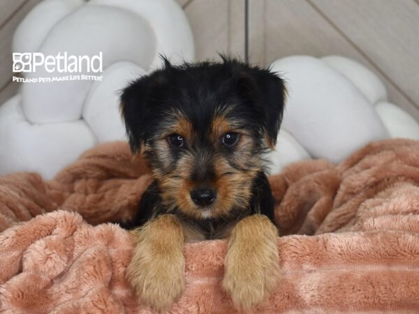[#1778] Stuart - Black & Tan Male Yorkshire Terrier Puppies For Sale