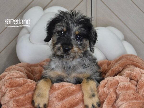 [#1784] Ziva - Merle Female Rottwoodle Puppies For Sale