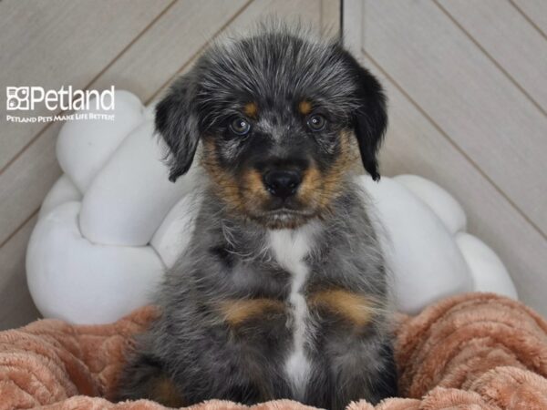 [#1783] Obi - Merle Male Rottwoodle Puppies For Sale